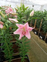 [5336 Euskadi VH No02.JPG]